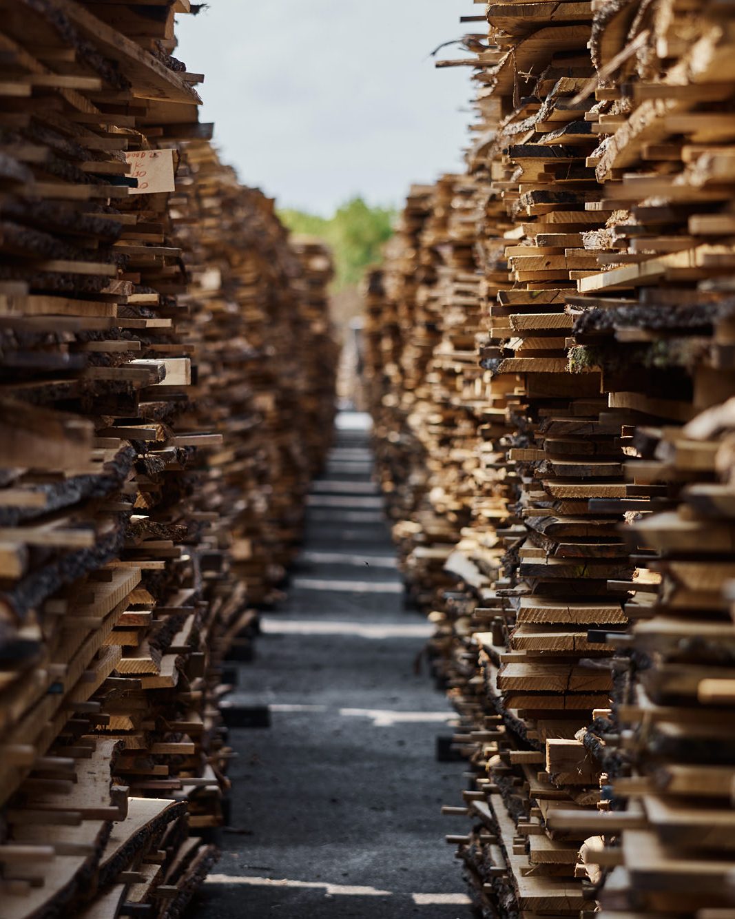 Oak boards stacked high to dry, a narrow aisle between them