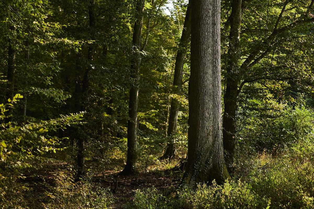 Tall oaks in a Slavonian forest in summer light