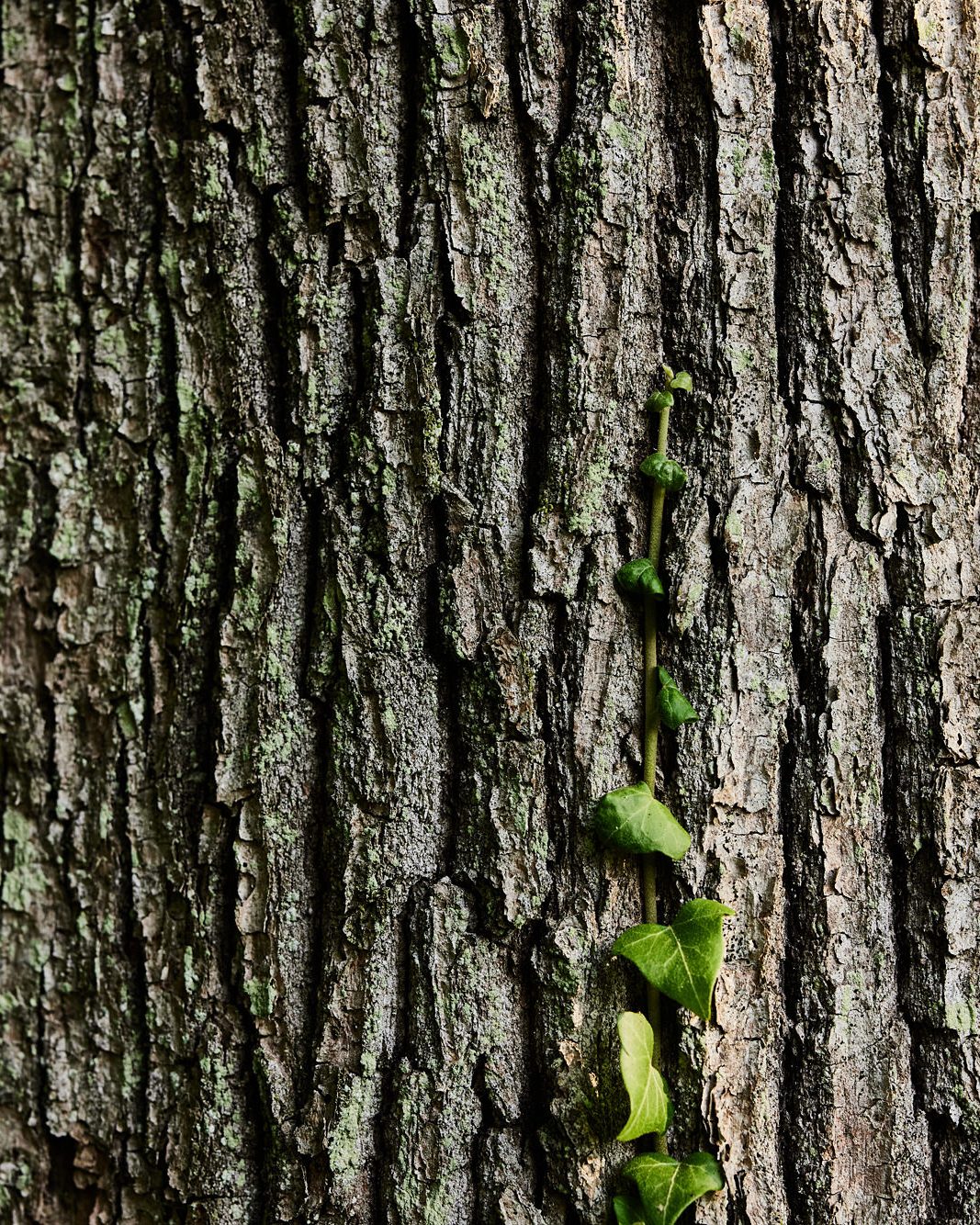 The bark of a Slavonian oak, ivy climbing it