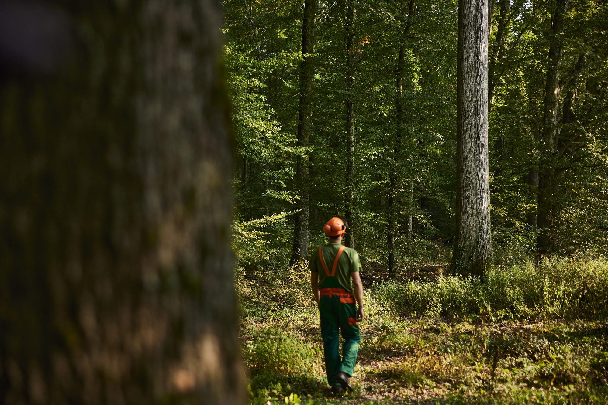 A forester walking through the oak forest