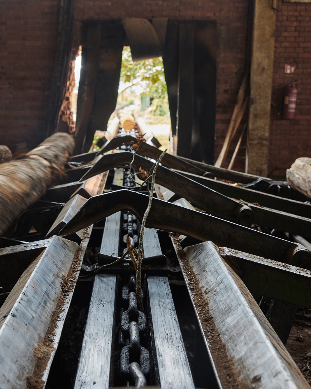 Oak logs on the chain line into the Tvin sawmill