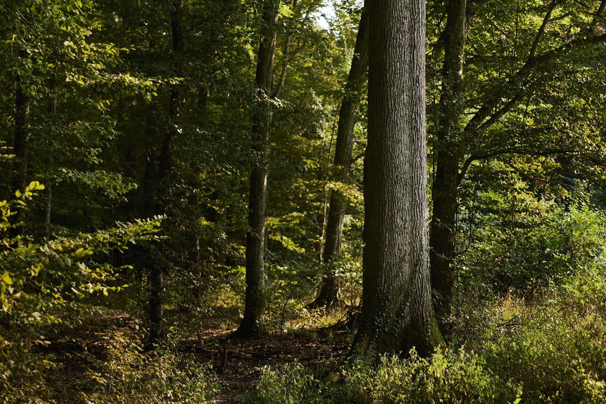 A Slavonian oak forest in Croatia